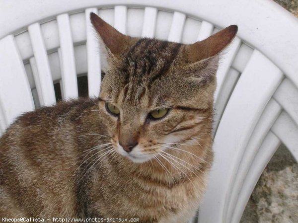 Photo de Chat domestique