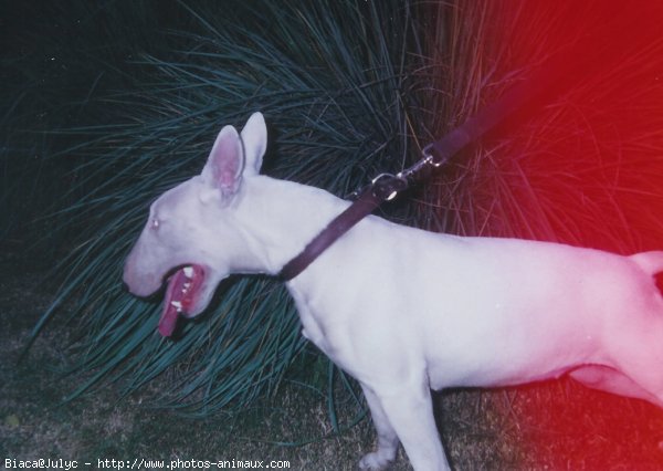 Photo de Bull terrier miniature