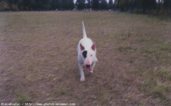 Photo de Bull terrier miniature