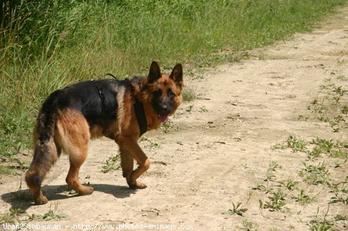 Photo de Berger allemand  poil court