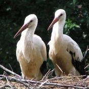 Photo de Cigogne