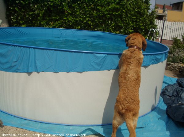 Photo de Labrador retriever