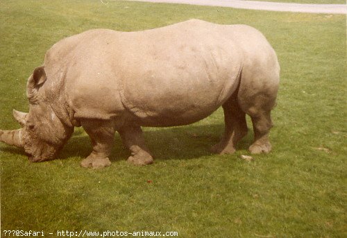 Photo de Rhinocros