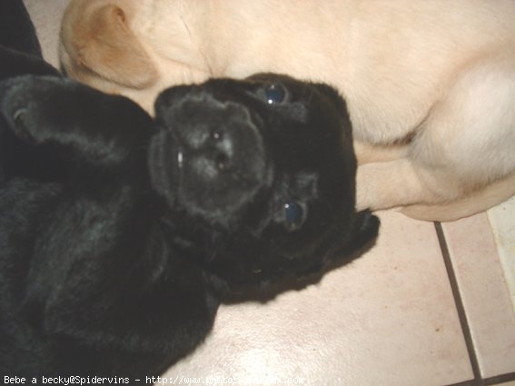 Photo de Labrador retriever