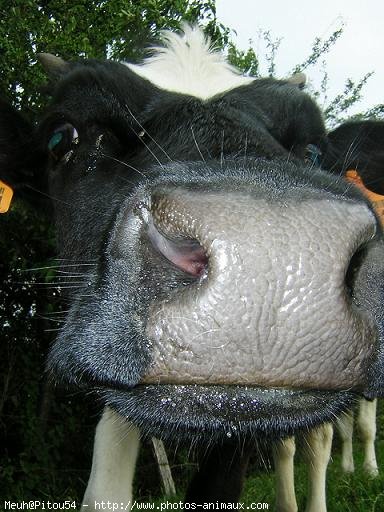 Photo de Vache