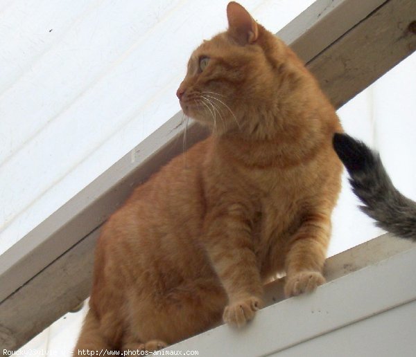 Photo de Chat domestique