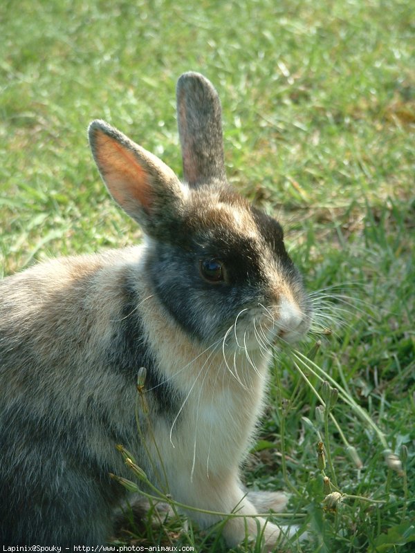 Photo de Lapin