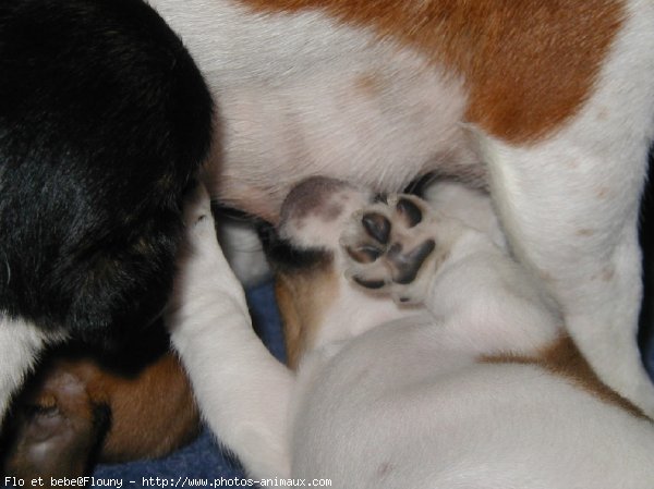 Photo de Jack russell terrier