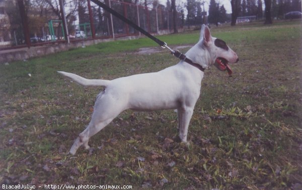 Photo de Bull terrier miniature