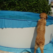 Photo de Labrador retriever