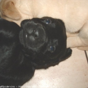 Photo de Labrador retriever