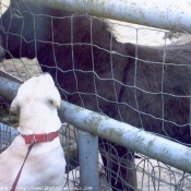 Photo de Labrador retriever