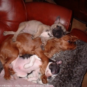 Photo de Cavalier king charles spaniel