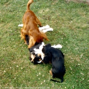 Photo de Cavalier king charles spaniel