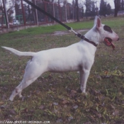 Photo de Bull terrier miniature