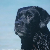 Photo de Labrador retriever