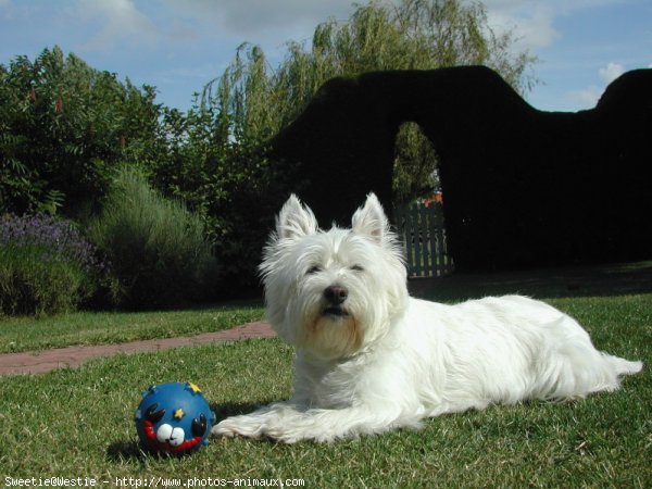 Photo de West highland white terrier