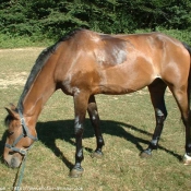 Photo de Poney franais de selle