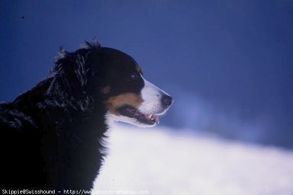 Photo de Bouvier de l'appenzell