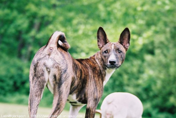 Photo de Basenji