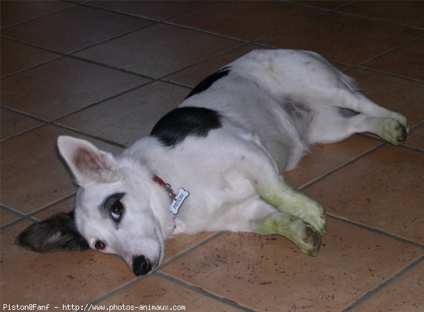 Photo de Jack russell terrier