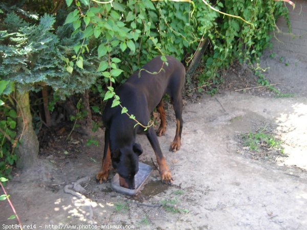 Photo de Dobermann