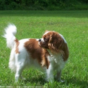 Photo de Cavalier king charles spaniel