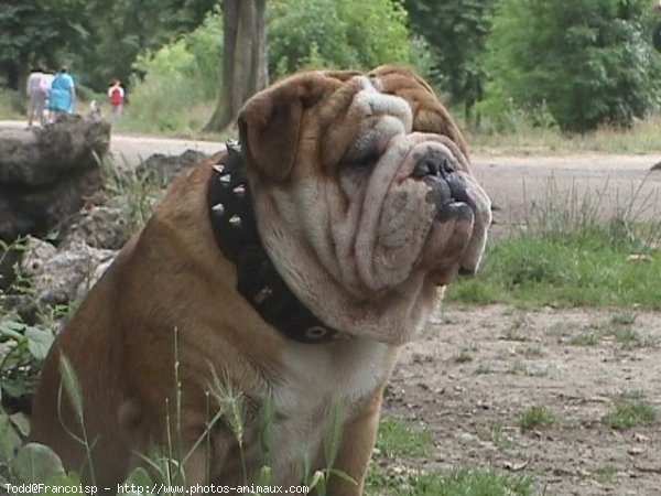 Photo de Bulldog