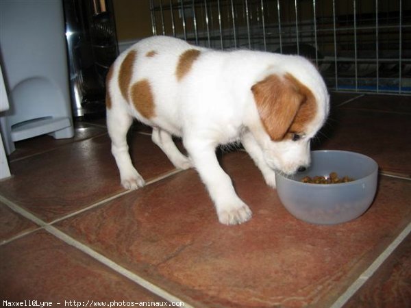 Photo de Jack russell terrier