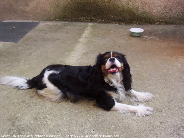 Photo de Cavalier king charles spaniel