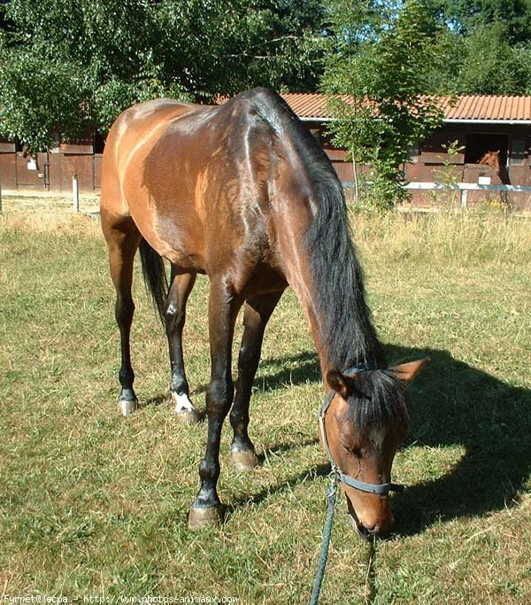 Photo de Poney franais de selle