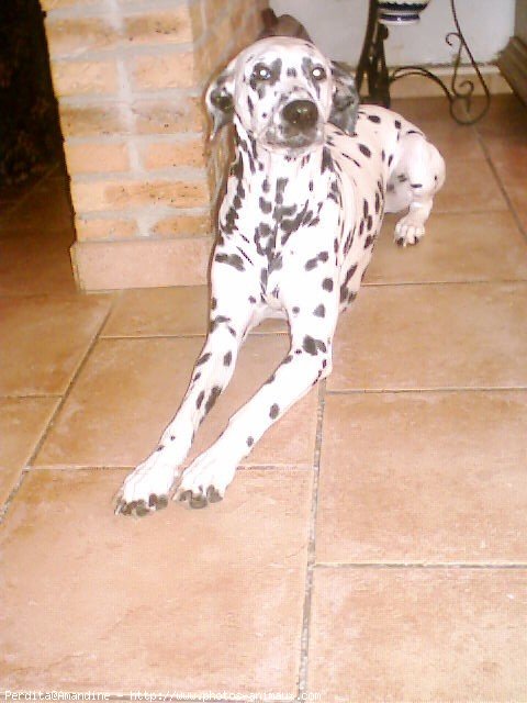 Photo de Dalmatien