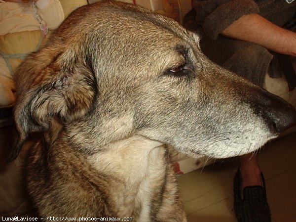 Photo de Berger belge malinois