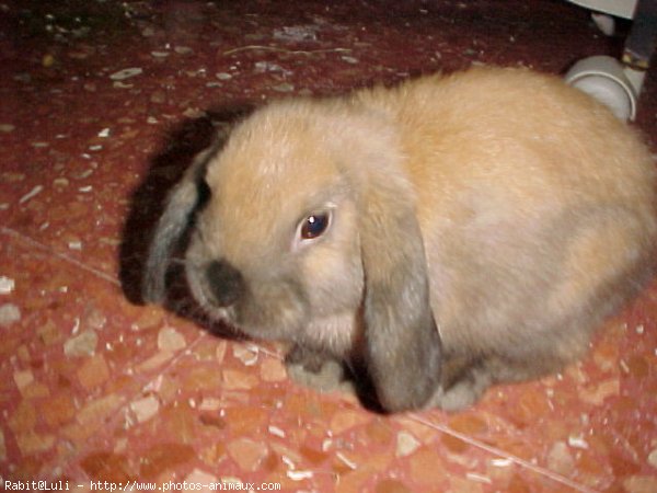 Photo de Lapin