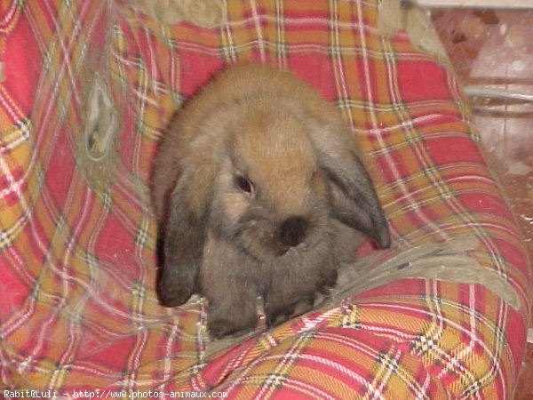 Photo de Lapin