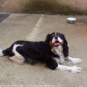 Photo de Cavalier king charles spaniel