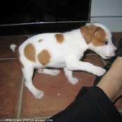 Photo de Jack russell terrier