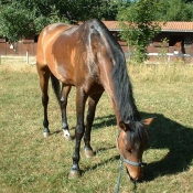 Photo de Poney franais de selle