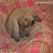 Photo de Lapin