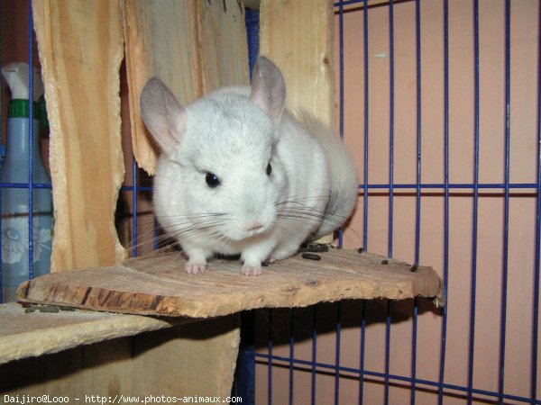 Photo de Chinchilla