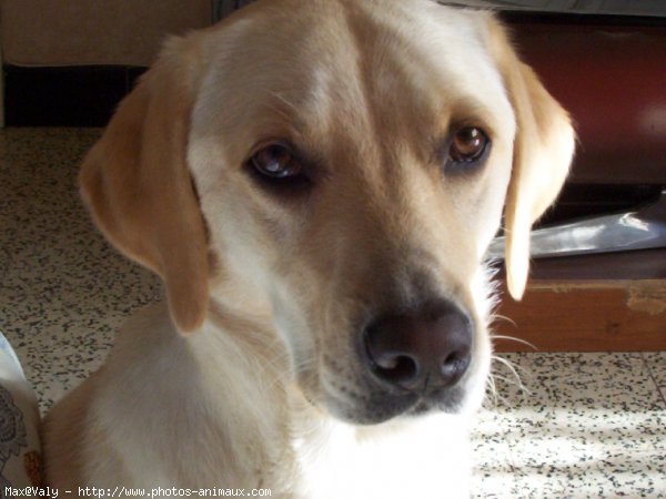 Photo de Labrador retriever