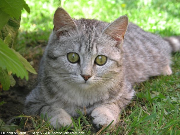 Photo de British shorthair