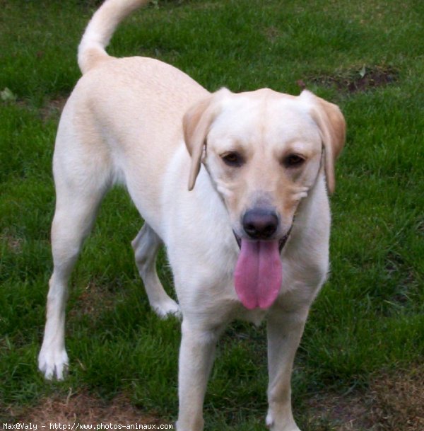 Photo de Labrador retriever