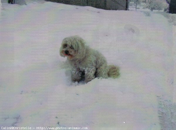 Photo de Coton de tulear