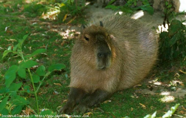 Photo de Cabiai ou capybara