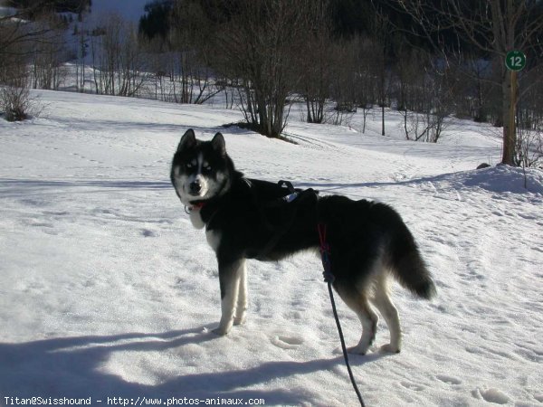 Photo de Husky siberien