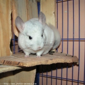 Photo de Chinchilla