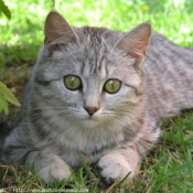 Photo de British shorthair