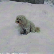 Photo de Coton de tulear