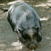 Photo de Cochon